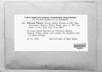 Image of Godronia viburni
